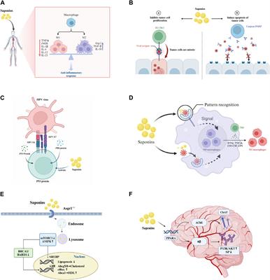 Advancements and challenges in pharmacokinetic and pharmacodynamic research on the traditional Chinese medicine saponins: a comprehensive review